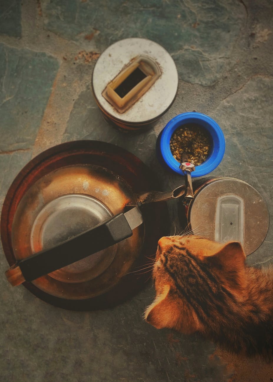 how many grams in a cup of dry cat food?